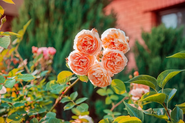 Hermosas rosas en el jardín, cultivando diferentes variedades de flores. La jardinería como hobby. Cerca de una hermosa flor.