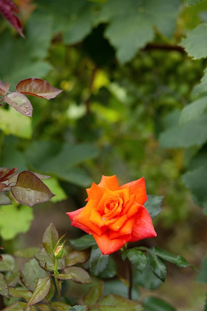 Hermosas rosas en el jardín cultivando diferentes variedades de flores La jardinería como pasatiempo