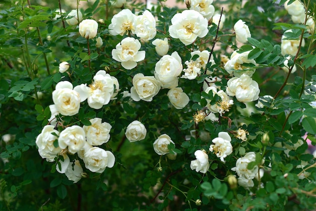 Hermosas rosas en el jardín por la tarde.