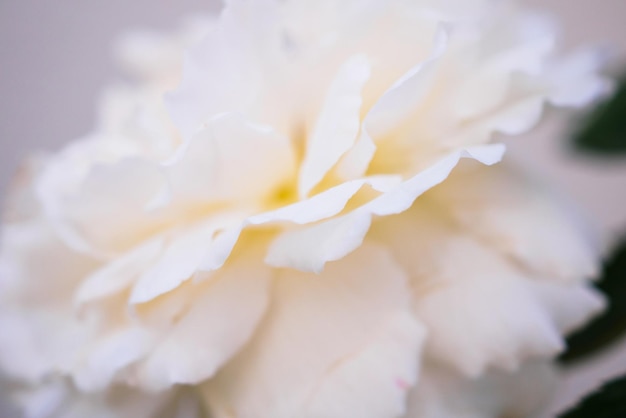 Hermosas rosas en el jardín