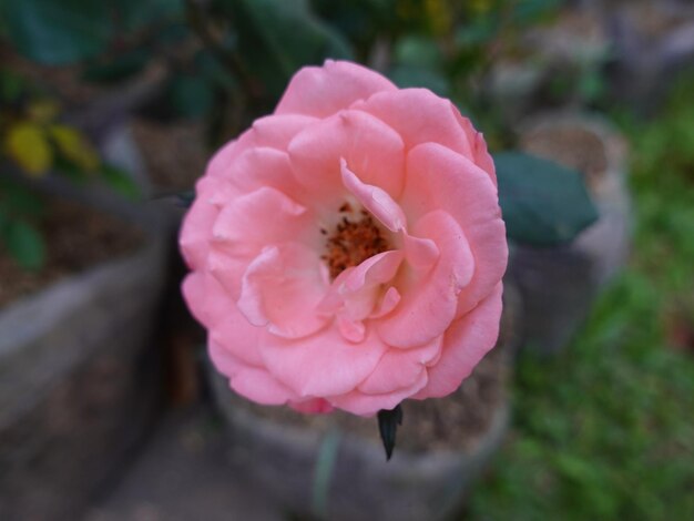 hermosas rosas en el jardín