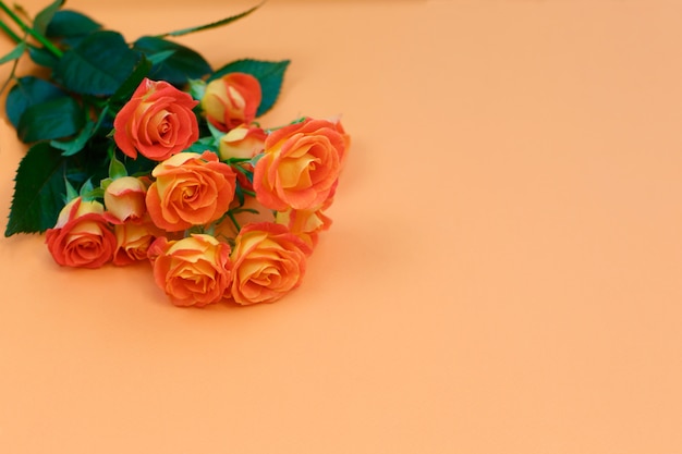 Hermosas rosas naranjas sobre fondo naranja