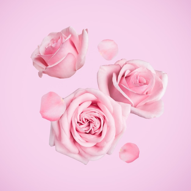 Hermosas rosas pastel y pétalos cayendo sobre un fondo rosado