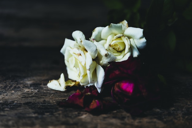 Foto hermosas rosas rojas y blancas secas sobre fondo de madera grunge