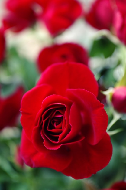 Hermosas rosas rojas de cerca