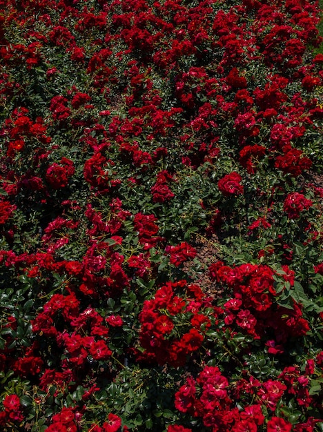 Hermosas rosas rojas frescas como fondo primaveralxAxA