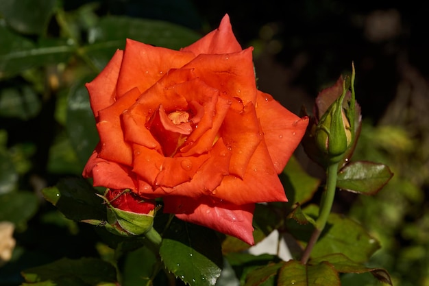 Hermosas rosas rojas en el jardín después de la lluvia