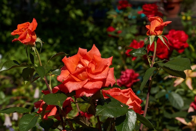Hermosas rosas rojas en el jardín después de la lluvia
