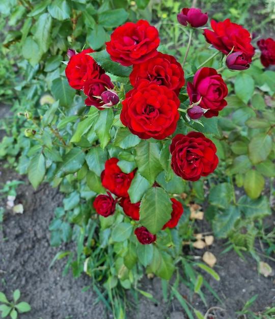 Hermosas rosas rojas en el jardín con hojas verdes