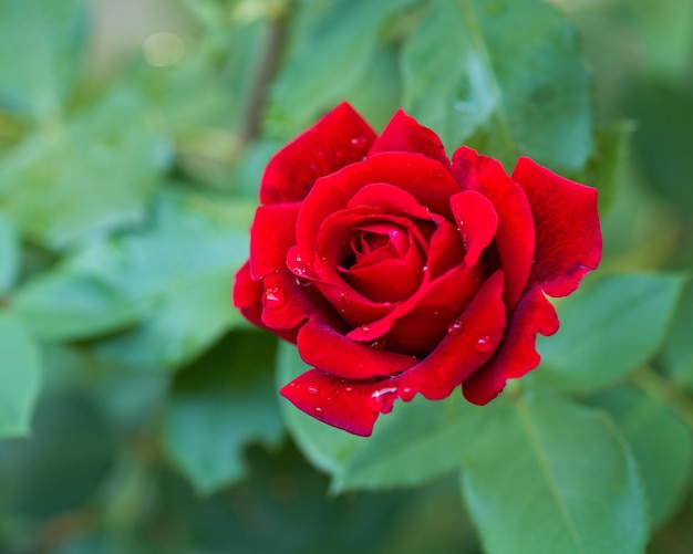 Hermosas rosas rojas en el jardín