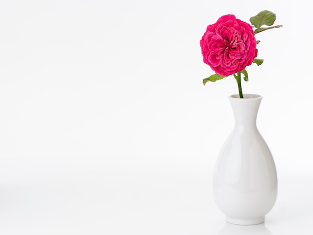 Hermosas rosas rojas en jarrón blanco sobre blanco