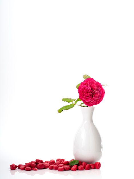 Foto hermosas rosas rojas en jarrón blanco sobre blanco