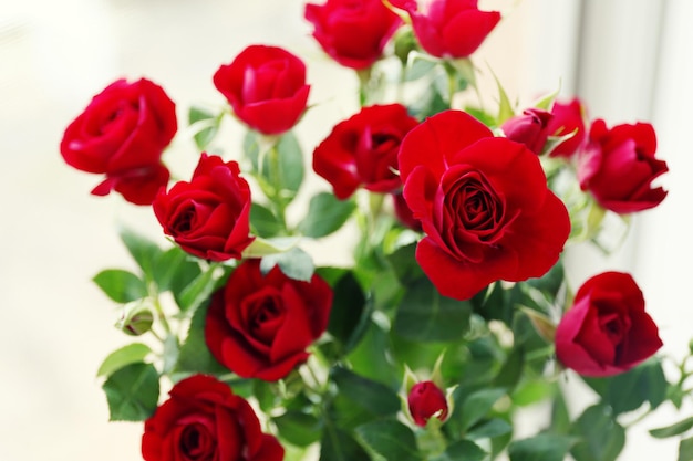 Hermosas rosas rojas sobre fondo brillante