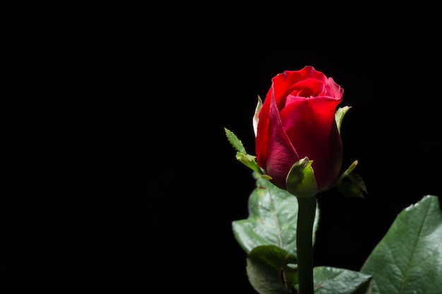 Hermosas rosas rojas