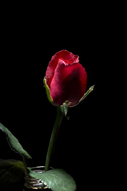 Hermosas rosas rojas | Foto Premium