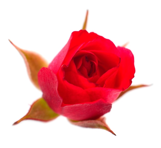 Hermosas rosas rojas