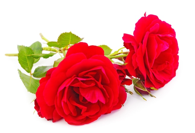 Hermosas rosas rojas