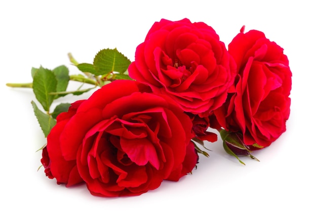 Hermosas rosas rojas