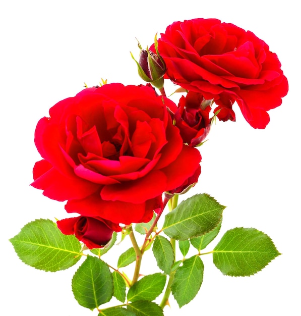 Hermosas rosas rojas