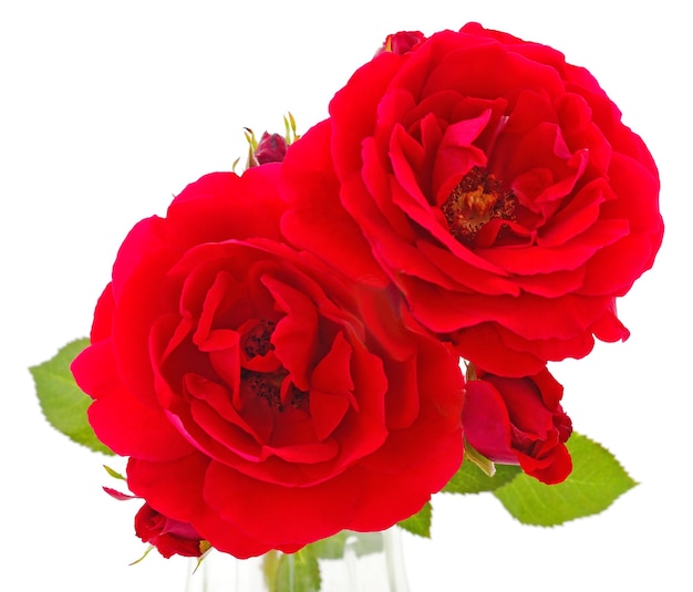 Hermosas rosas rojas