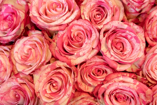 Hermosas rosas rojas.