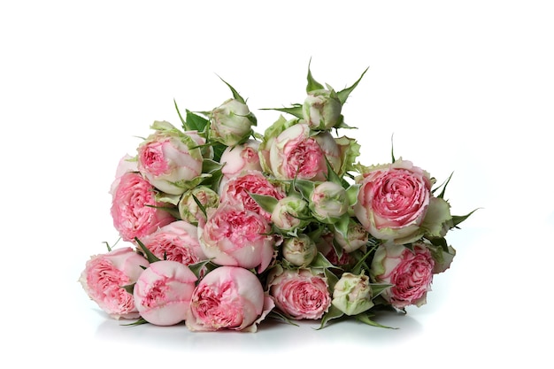 Hermosas rosas rosadas aisladas en blanco