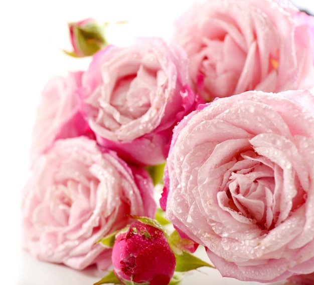 Hermosas rosas rosadas aisladas en blanco