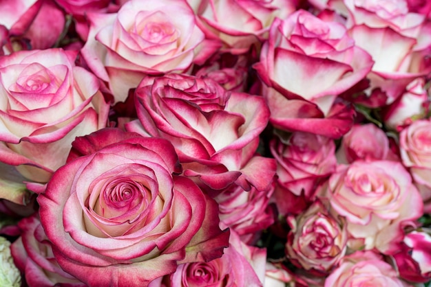 Hermosas rosas rosadas y blancas