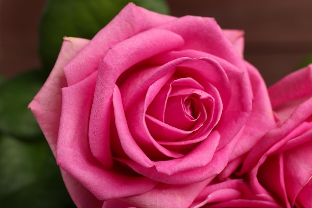 Hermosas rosas rosadas de cerca