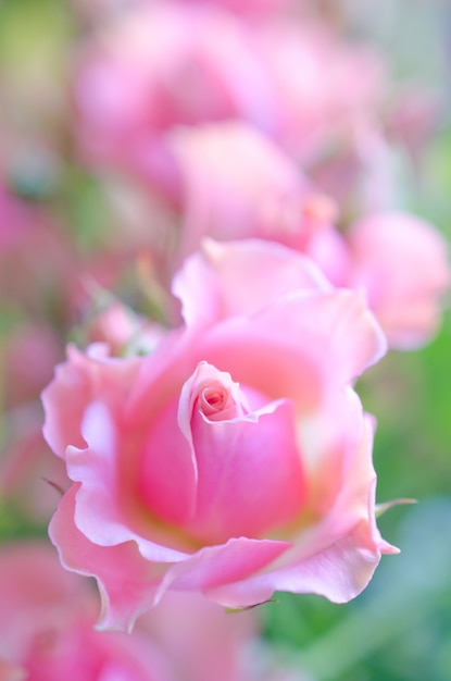 Hermosas rosas rosadas de enfoque suave como un fondo rosa floral borroso