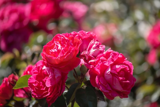 Hermosas rosas rosadas están floreciendo en el jardín.