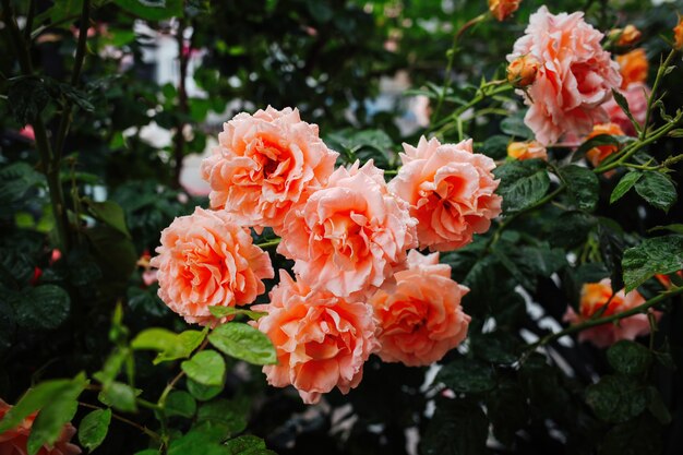 Hermosas rosas rosadas en el fondo del jardín