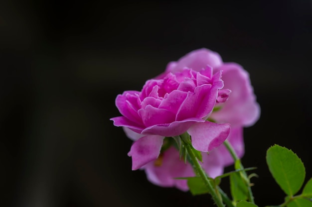 Hermosas rosas rosadas con fondo oscuro