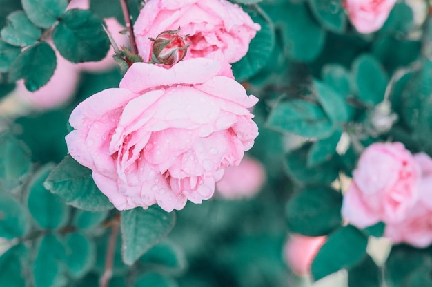 Hermosas rosas rosadas en el jardín de verano