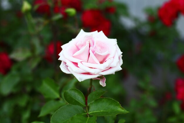 Hermosas rosas rosadas en el jardín.