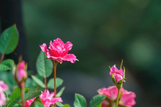 Hermosas rosas rosadas en miniatura en el jardín con fondo verde