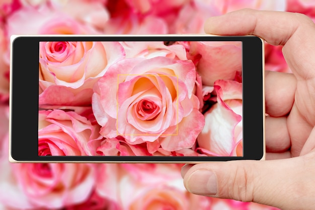 Hermosas rosas rosadas en la pantalla del teléfono inteligente