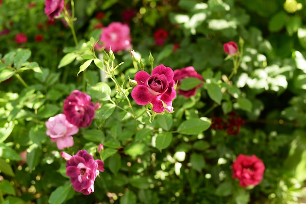 Hermosas rosas rosadas en primavera en el jardín