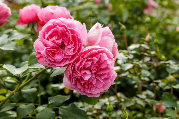 Hermosas rosas rosadas rodeadas de vegetación Flor floreciente sobre fondo verde borroso Jardín de verano