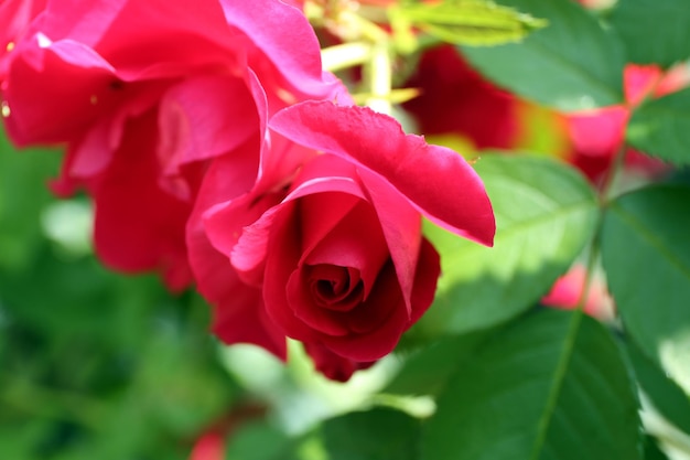 Hermosas rosas rosadas sobre fondo de hojas verdes