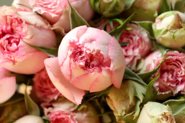 Foto hermosas rosas rosadas en su conjunto, de cerca