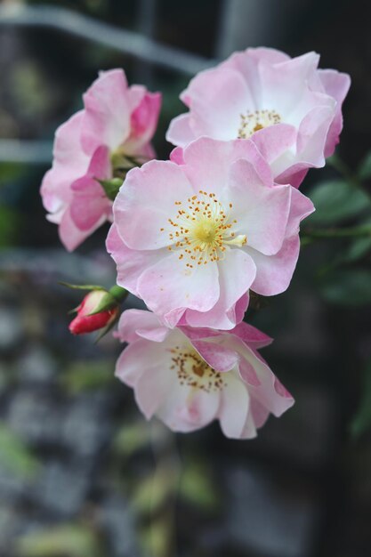 hermosas rosas rosas en el jardín de verano