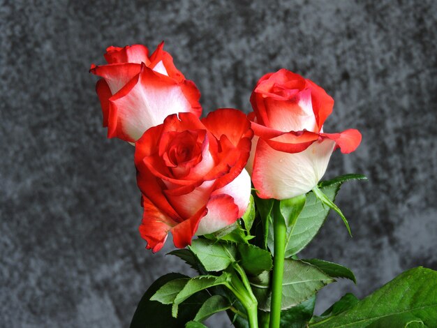 Hermosas rosas sobre un fondo gris. Un regalo para una cita el día de San Valentín.