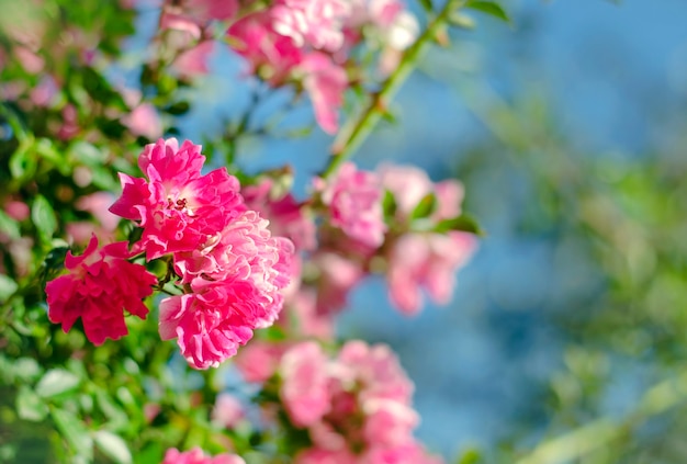 Hermosas rosas tiernas rosadas pequeñas