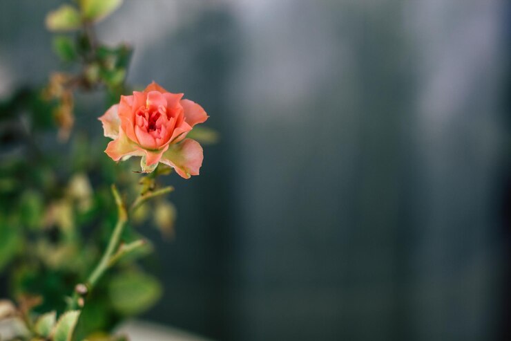 Hermosas rosas trepadoras Arbusto de hermosas rosas trepadoras con hojas verdes