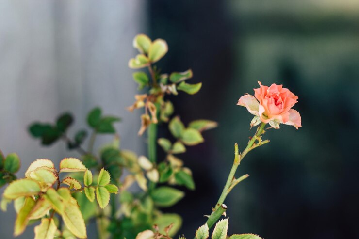 Hermosas rosas trepadoras Arbusto de hermosas rosas trepadoras con hojas verdes