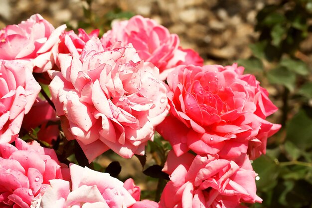 hermosas rosas