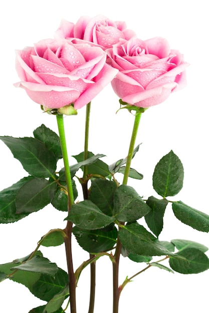 hermosas rosas