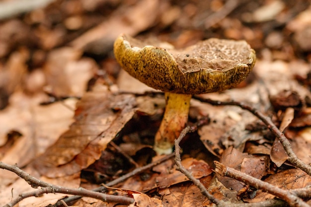 Hermosas setas bajo hojas de bosque amarillo anaranjado