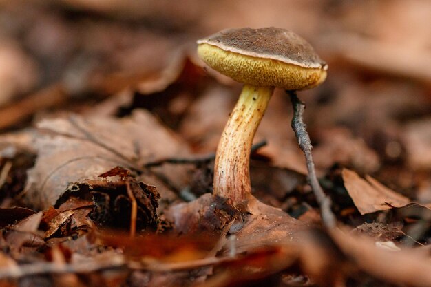 Hermosas setas bajo hojas de bosque amarillo anaranjado